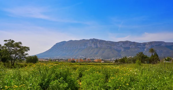 Montgo Vista Montaña Primavera Con Flores Margarita Denia España — Foto de Stock