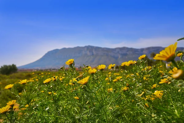 Montgo Mountain View Spring Daisy Flowers Denia Spain — Stock Photo, Image