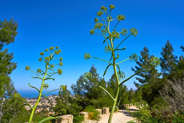 Aldeia Denia Vista Aérea Pista Camino Colonia Alicante Espanha — Fotografia de Stock