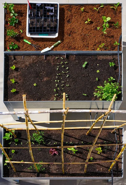 Setzlinge Pflanzen Sprießen Einem Obstgarten Städtischen Garten Metall Hochbeet — Stockfoto