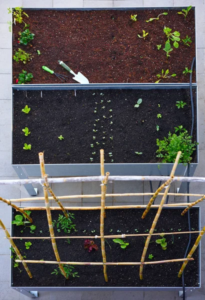 Seedlings Plants Sprouts Orchard Urban Garden Metal Raised Bed — Stock Photo, Image