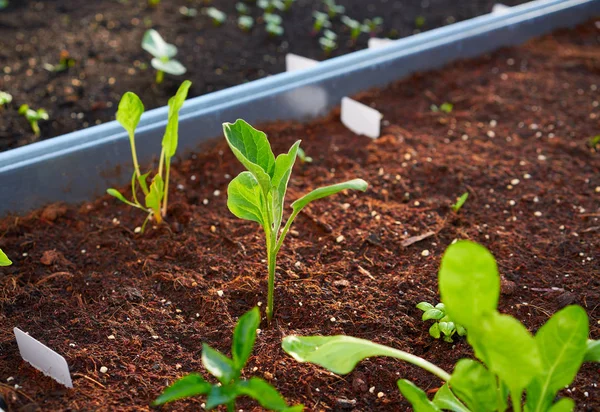 Setzlinge Pflanzen Sprießen Einem Obstgarten Städtischen Garten Metall Hochbeet — Stockfoto