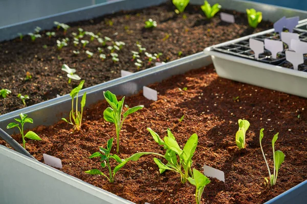 fidan bitkiler lahanası yatakta bir meyve bahçesi kentsel Bahçe metal kaldırdı