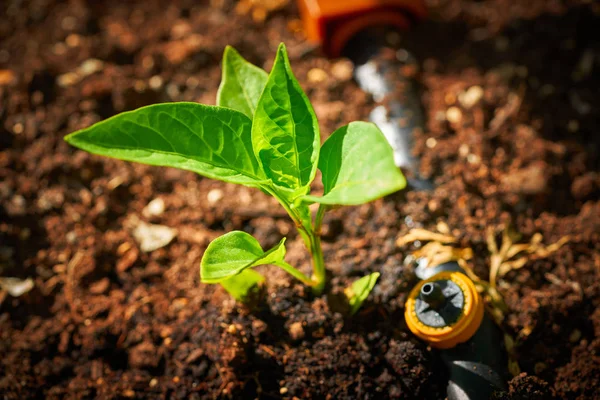 Planta Plântula Broto Pimenta Solo Herdade Pomar — Fotografia de Stock