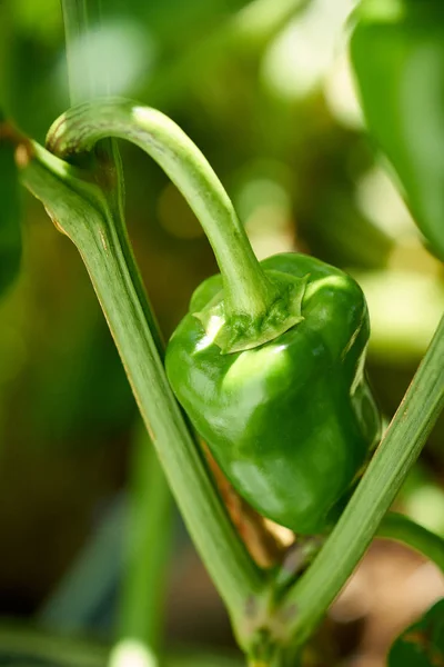 Zöldpaprikát Gyümölcsös Mező Tanya Farm — Stock Fotó