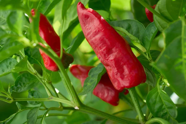 Red Peppers in orchard field homestead farm