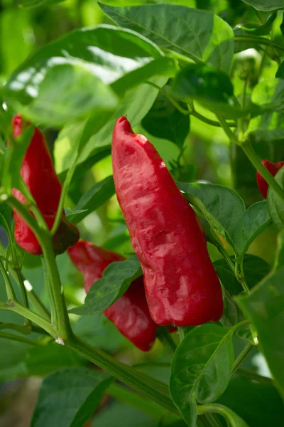 Piros Paprika Orchard Mező Tanya Farm — Stock Fotó