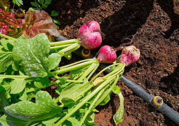 Λαχανικά Harvest Ραπανάκι Στο Πεδίο Homestead Αστικό Πεδίο — Φωτογραφία Αρχείου