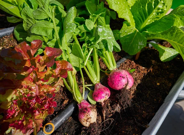 Rábano Cosecha Verduras Campo Granja Campo Urbano — Foto de Stock