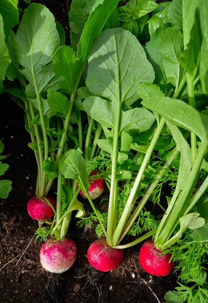 Radishes harvest in an orchard at urban garden radish plants