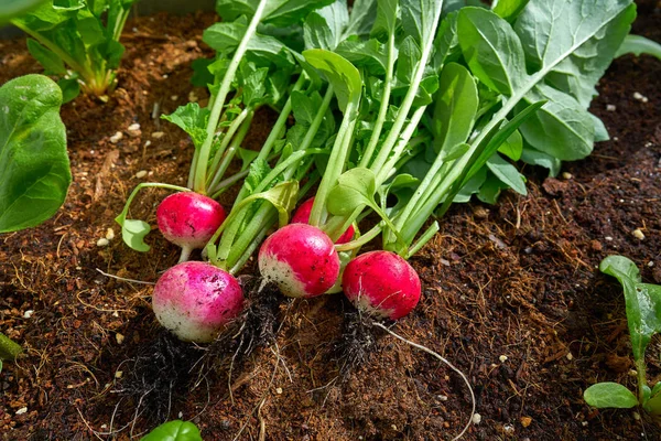 Los Rábanos Cosechan Huerto Jardín Urbano Plantas Rábano — Foto de Stock