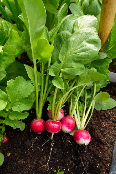 Radishes harvest in an orchard at urban garden radish plants