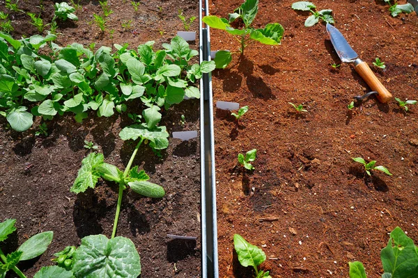 Raised bed orchard urban garden with several vegetables