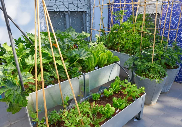 Raised Bed Orchard Urban Garden Metal Table — Stock Photo, Image