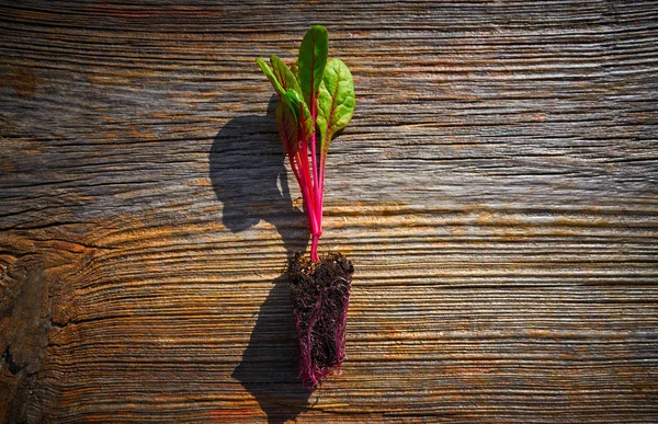 Röd Mangold Plantor Groddar Redo För Växt Eller Trasplant Fältet — Stockfoto