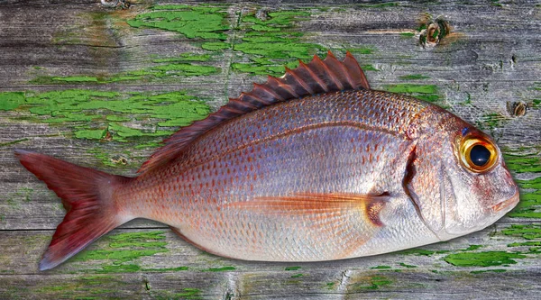 Snapper Fisk Fånga Färsk Röd Rosa Färg Lutjanus Campechanus — Stockfoto