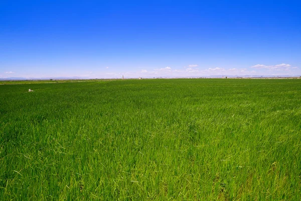 Rice Fields Valencia Safor Area Meadows Spain — Stock Photo, Image