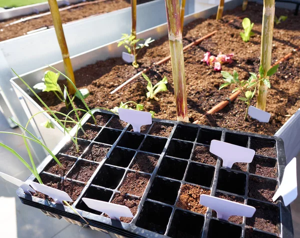 Plántulas Con Primeros Brotes Plástico Negro Jardín Del Huerto Cama — Foto de Stock