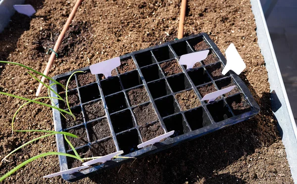 Seedling First Sprouts Black Plastic Rise Bed Orchard Garden — Stock Photo, Image