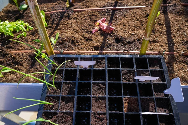 Fide Artış Yatak Meyve Bahçesinde Siyah Plastik Ilk Filizi Ile — Stok fotoğraf