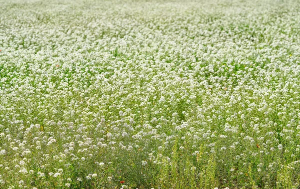 Witte Lente Bloemen Veld Weide Middellandse Zee — Stockfoto