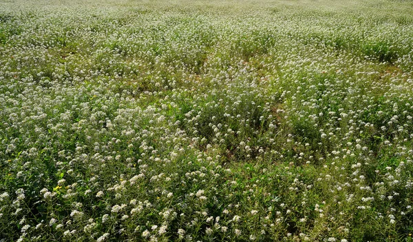 Prairie Fleurs Blanches Printemps Méditerranée — Photo