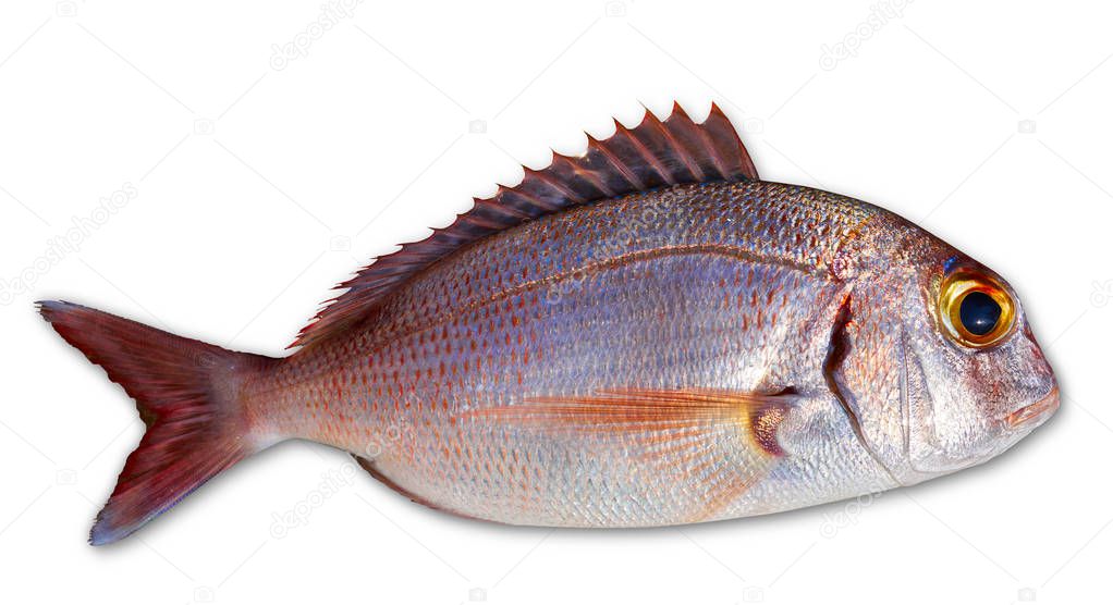 Snapper fish catch fresh red pink color Lutjanus Campechanus