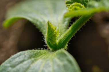 kabak fidan makrodan orchard kent bahçesinde bitki.