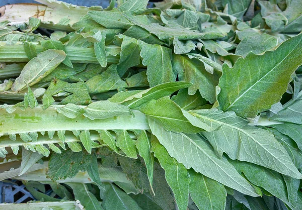 Articsóka Thistle Kardi Ehető Cynara Cardunculus Piacon — Stock Fotó