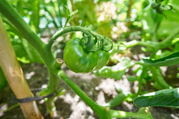 Bir Meyve Bahçesi Kentsel Bahçede Yeşil Domates Bitki — Stok fotoğraf