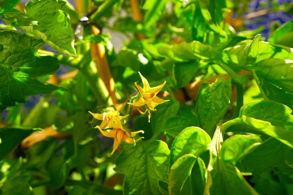 Tomatoes plant with flowers tomato bloom in an orchard urban garden