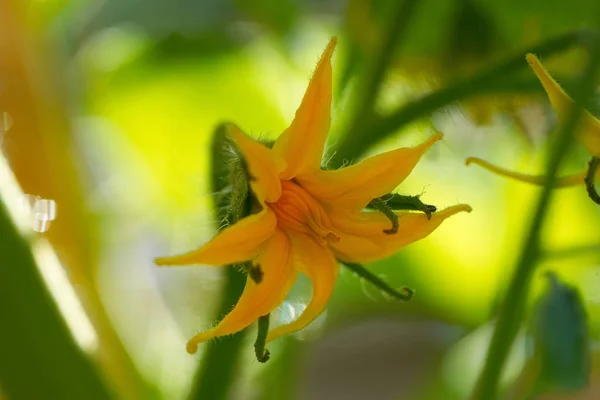 番茄黄色的花在番茄果园城市庭院 — 图库照片
