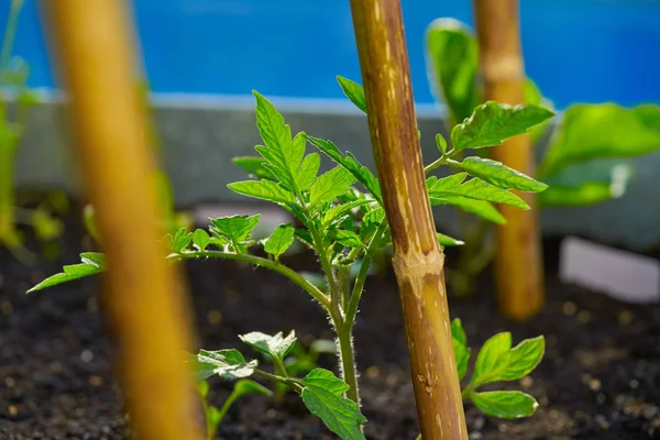 Planta Tomate Plántulas Huerto Huerto Urbano — Foto de Stock