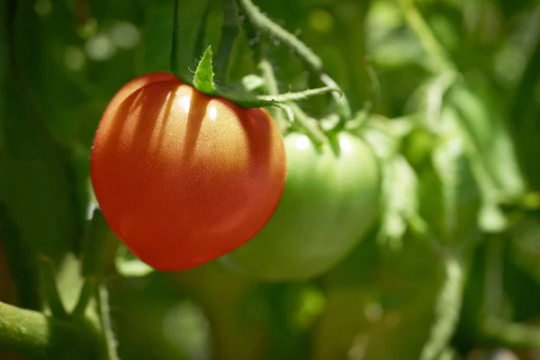 Red tomato in tomatoes orchard field homestead farm