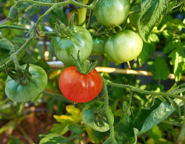 Red tomato in tomatoes orchard field homestead farm