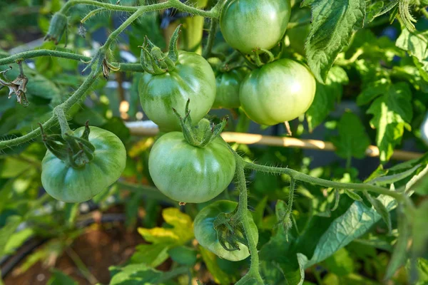 Green Tomato Tomatoes Orchard Field Homestead Farm — Stock Photo, Image