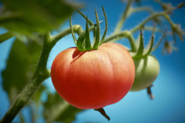 Röd Tomat Tomater Orchard Fältet Homestead Gård — Stockfoto