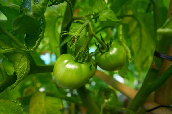 Green Tomato Tomatoes Orchard Field Homestead Farm — Stock Photo, Image