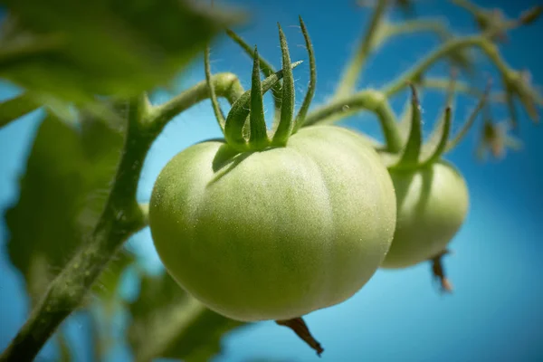 Green Tomato Tomatoes Orchard Field Homestead Farm — Stock Photo, Image