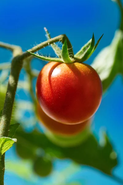 Tomate Rouge Dans Champ Tomates Verger Ferme Familiale — Photo