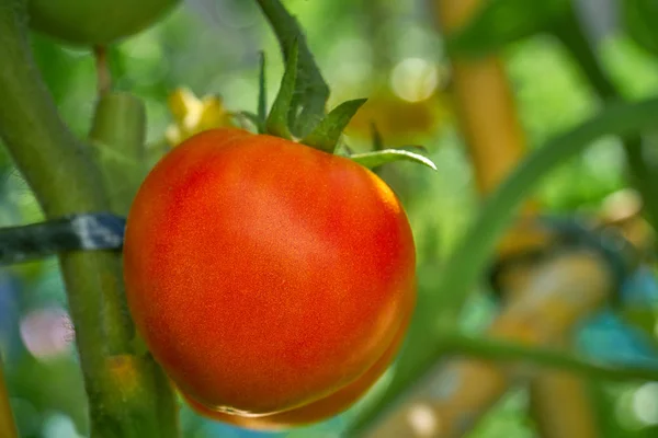 Pomodoro Rosso Nel Campo Pomodori Fattoria Fattoria Frutteto — Foto Stock