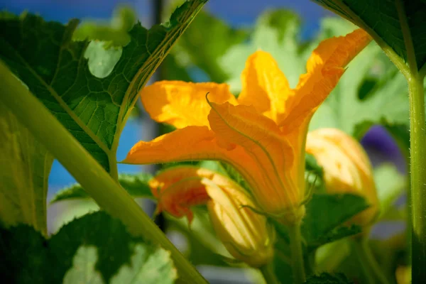 Kabak Sarı Çiçek Meyve Bahçesi Alanı Homestead Gruptaki — Stok fotoğraf