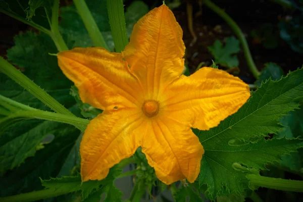 Cukinia Żółta Kwiat Orchard Farm Homestead Pola — Zdjęcie stockowe