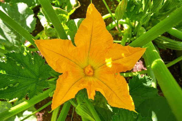 Flores Abobrinha Amarelo Jardim Urbano Pomar — Fotografia de Stock