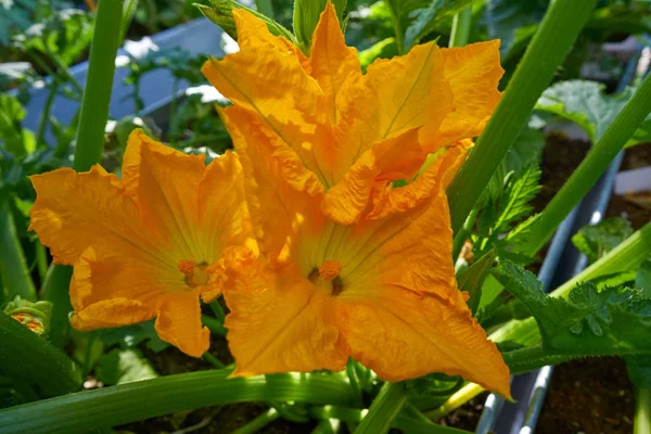 Fleurs Courgette Jaune Dans Jardin Urbain Verger — Photo