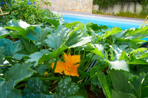 Courgette Bloemen Geel Een Boomgaard Stadstuin — Stockfoto