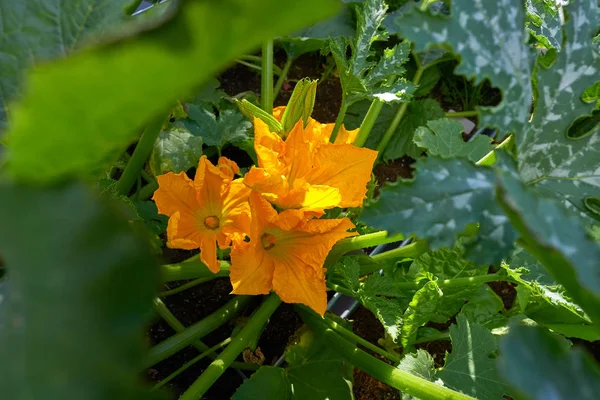 Żółte Kwiaty Cukinii Sadzie Miejskim Ogrodzie — Zdjęcie stockowe