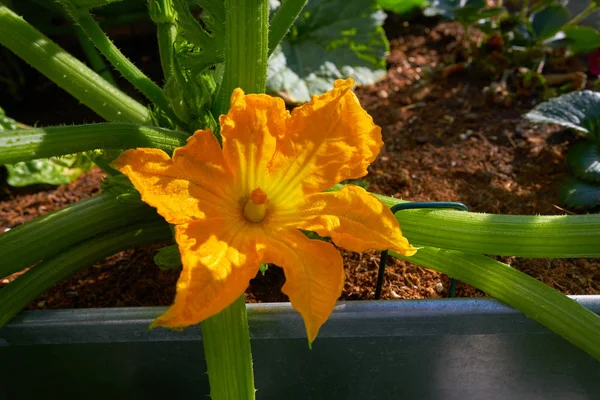 Zucchini Flowers Yellow Orchard Urban Garden — Stock Photo, Image