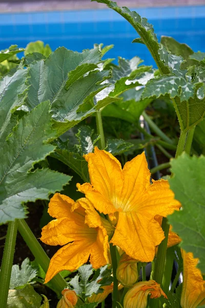 Kabak Sarı Çiçekler Bir Meyve Bahçesi Kentsel Bahçede — Stok fotoğraf