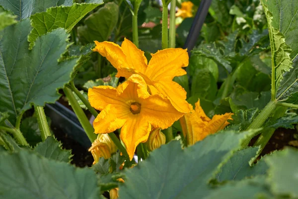 Fleurs Courgette Jaune Dans Jardin Urbain Verger — Photo